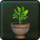 Bountiful Housewarming Plant