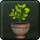 Aether Crystal Guestbloom