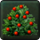 Agtil Shrub
