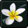 Summer Flower